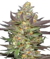 Mint Jelly Auto fem (Humboldt Seed Company), США