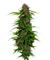 Squirt Auto fem (Humboldt Seed Company), США