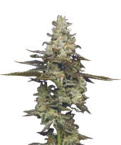 Citronella Sunrize Auto fem (Mavericks Genetics)