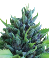 Humboldt Dream Auto fem (Humboldt Seed Company), США