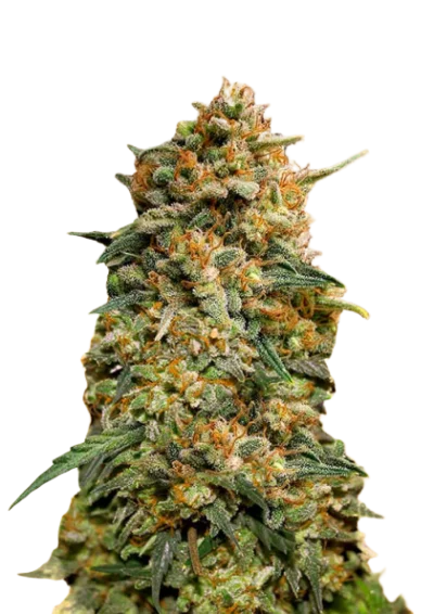 Феминизированные